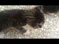 Cute baby kittens | Family Cats