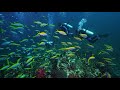 Sony A7S III / FE 16-35mm F4 lens in Sea Frogs camera housing - underwater footage at Richelieu Rock