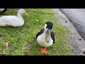 5 Calming Minutes of Ducks