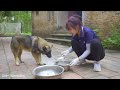 Harvesting Giant Yam (Explore amazing nature) - Goes to market sell