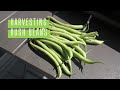 How to Grow Bush Beans in Containers / on the Balcony | From Seed to Harvest