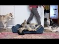 Stealing My Dog's Bed | Funny Husky Reaction