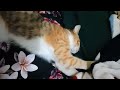 My Cat Making Pizza Bread Dough on My Bed 🐈👨🏻‍🍳