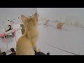 🐕 The Most Adorable and Funny Pet Moments Ever 😹😹 Funniest Catss ❤️😂
