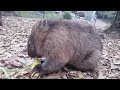 Hungry wombat