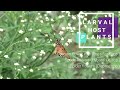 Flowers with Wings: Species Spotlight - Tawny Coster | NATURE AND WILDLIFE video