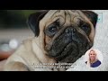 Things Nobody Told You About Owning a Pug? - Vet Dr Alex