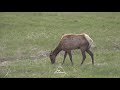 Elk Eats Baby Goose (Gosling)