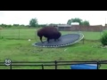 Something Awesome Happens When Animals Use a Trampoline