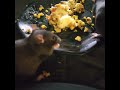Oh my gosh they are getting so big!!! (rat vs leftovers)