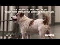 Luscious International's Short Film for Sydney Dogs & Cats Home