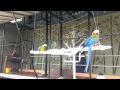 VIDEO0054 birds