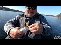 American Lake Rainbows