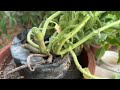 यह 1 पौधा करेगा पेट की सारी बीमारियों का अंत || उगाने से खाने तक सफर || Ajwain Plant at Home