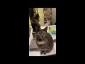 Funniest Cats and Dogs 😸 Best Funny Animal Videos 2024 😹