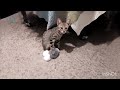 Abandoned kitten rescue | Family Cats