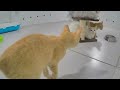 😂 Funniest Dogs and Cats 😘 Funny Animal Moments 2024 😸