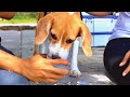 ASMR DOG DRINKING WATER SOUND