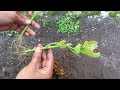 How to cuttings avocado tree with aloe vera so that roots grow quickly