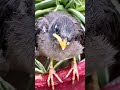 CHIRPY CUTIE! Adorable Bird Baby Moments