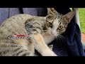 Try Brushing the teeth of a Rescued adopted friendly stray Feral Cat Twinzy cats