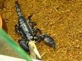 black emperer scorpion eating