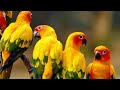 AMAZING PARROTS | BEAUTIFUL BIRDS | BIRDS SOUNDS FOR RELAXING | STUNNING NATURE | STRESS RELIEF