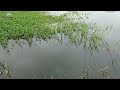 Banyak ikan bermunculan‼️spot andalan pemancing | Solo Fishing