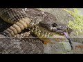 The Twisted Truth About Snake Tongues | Deep Look
