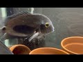 Uaru Fish Tank
