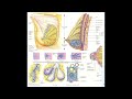 Анатомия и физиология - Лекция 74 - Гормоны гипофиза