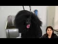 Kitty Talks Dogs: grooming Max the Poodle | TRANSGROOM