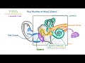 GCSE Physics - Sound Waves and Hearing #73