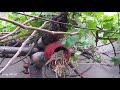 House Sparrow Nest making in Clay Birdhouse - From Installation To Making Nest #Birdhouse