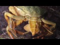 Sacculina carcini on Shore crab