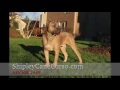 Cane Corso