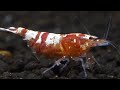 My Caridina Shrimps are BREEDING!!! | Caridina Shrimp Tank