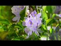 [감성힐링ㆍEmotional healing] 부레옥잠.수생생물.수질정화.힐링. water hyacinth.aquatic life.Water purification.healing