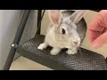 Trinket - super friendly silvery bunny