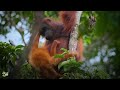 Borneo Orangutan Survival Foundation: 2022 Highlights