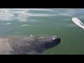 Manatees surrounded my kayak!