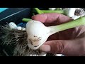 How to harvest garlic and store with Garlic rust #garlic #nodiggardening