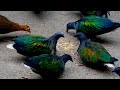 10 Most Beautiful Wild Pigeons In The World