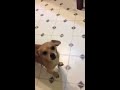 Charlie Tuna playing the food chase game