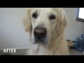 My Golden Retriever's Home Grooming Routine