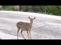 Deer in my neighborhood