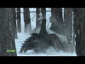 Nature of Russia. Capercaillie. Black grouse. Baikal Reserve.