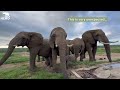 An Unexpected Meeting Between Baby Orphan Elephant, Phabeni & Setombe and Klaserie