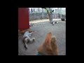 🐱😘 So Funny! Funniest Cats and Dogs 2024 😅😹 Best Funny Animal Videos 2024 #14
