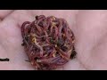 kind of earthworms that are farmed